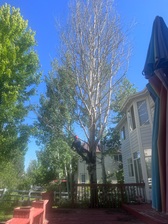 Logo for Tree Service