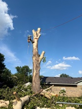 Logo for López Tree Service