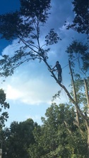 Arbor Aids Tree Experts logo