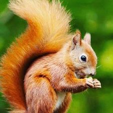 Logo for Cha Cha Squirrel, LLC