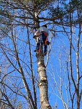 Logo for CMS Tree Service