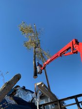 Arbor M.D. Tree Care, LLC logo