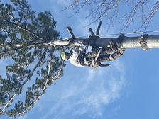 Avatar for Timber Professionals