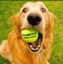 Avatar for DogWatch of Sarasota
