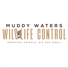 Avatar for Muddy Waters Wildlife Control