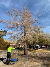 Avatar for Resendiz Tree Service - Inicio  Facebook