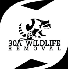 Avatar for 30A Wildlife Removal LLC