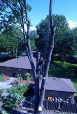 Avatar for Tree Specialist