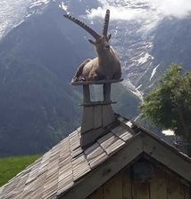 Avatar for Goat Restoration