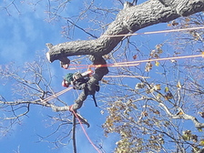 Yeison Orozco Tree Service logo