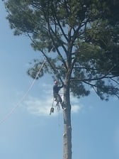 Avatar for MyTreeMen LLC