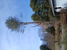 Avatar for Dynamite Tree&Landscaping - Home  Facebook