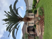 Avatar for B.J's Tree Trimming