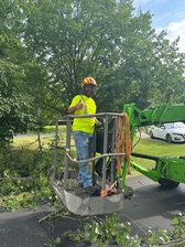 Avatar for Just The Tree Guy, LLC