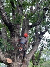Avatar for Johnny's Landscape and Tree Services