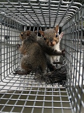 Avatar for Magnolia Wildlife Solutions LLC - 38 Photos - Pest Control Service - Olive Branch, MS 38654