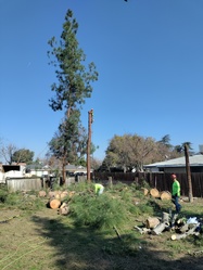 Quinones Landscape & Tree Service logo