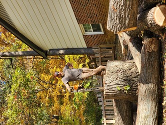 The NRV Tree Guy, LLC logo