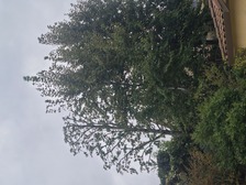 Logo for The Estevez Landscaping