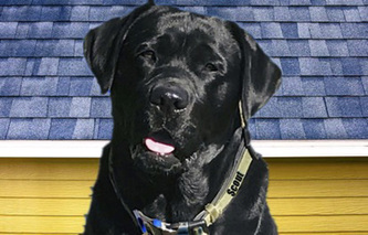 Blue Dog Roofing & Construction, Inc. logo