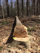 Logo for LM Tree Service