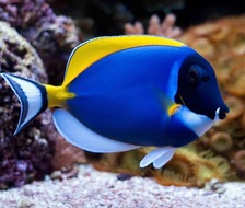 Avatar for Deep Blue Aquatic