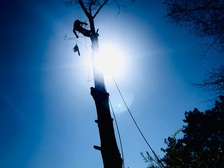 Logo for J Woods Tree Service, LLC
