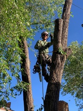 Logo for Urban Arborist, LLC