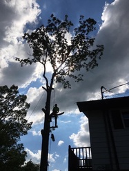 W & T Tree/Construction logo