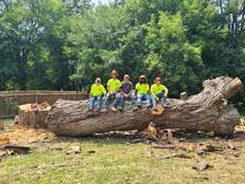 Wicked Willow Professional Tree Care, LLC logo