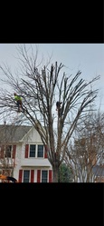 Big Trees Landscaping and Tree Service logo