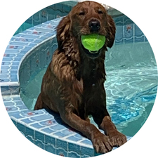 Water Dog Pool Services logo