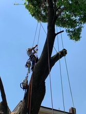 Avatar for ArborMax Tree Service and Masonry