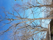 Avatar for True Cut Tree Service Licence And Insured - Inicio  Facebook