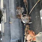 Baby birds in front Grill of truck