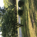 Twigg Lawn