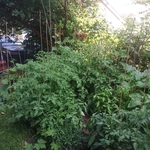 Vegtable garden
