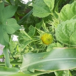 Vegtable garden