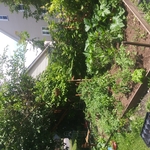 Vegtable garden