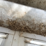 Subterranean termites
