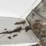 Subterranean termites
