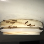 Drywood termites