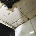 Subterranean termites