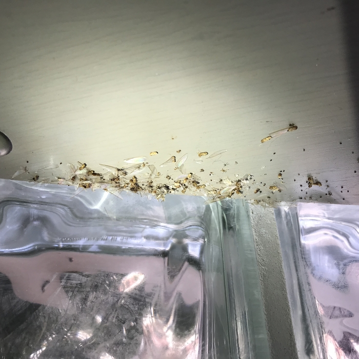 Subterranean termites