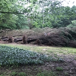Tree removal