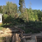 Tree removal