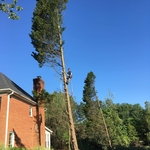 Tree removal