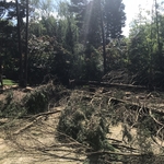Tree removal