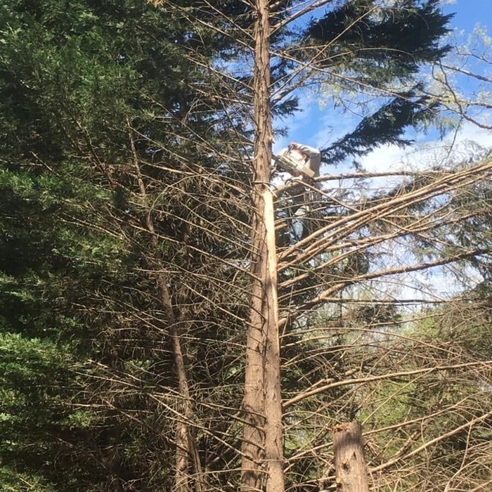 Tree removal