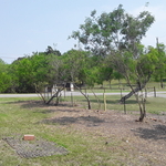 Fence Line